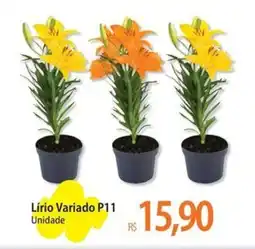 Atacadão Lírio Variado P11 Unidade oferta