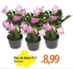 Atacadão Flor de Maio P11 Unidade oferta
