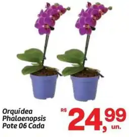 Fort Atacadista Orquídea Phalaenopsis Pote 06 Cada oferta