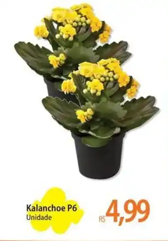 Kalanchoe P6 Unidade