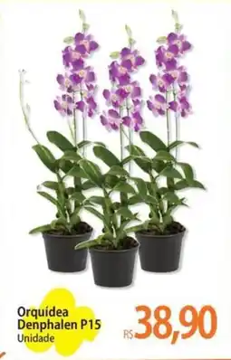 Atacadão Orquídea Denphalen P15 Unidade oferta