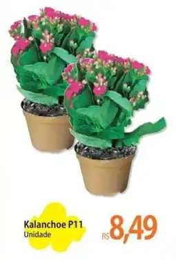 Atacadão Kalanchoe P11 Unidade oferta