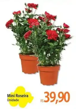Atacadão Mini Roseira oferta