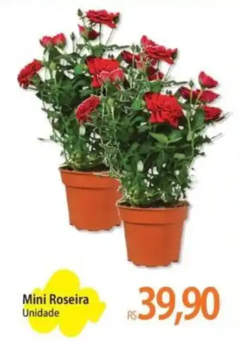 Mini Roseira
