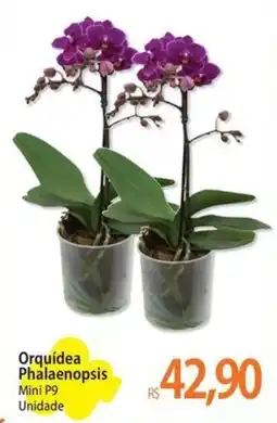 Atacadão Orquídea Phalaenopsis Mini P9 Unidade oferta