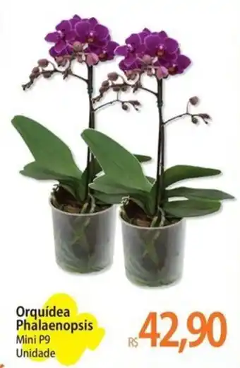 Orquídea Phalaenopsis Mini P9 Unidade