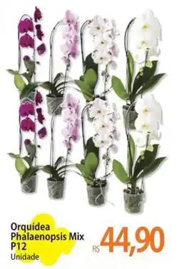 Atacadão Orquídea Phalaenopsis Mix P12 Unidade oferta