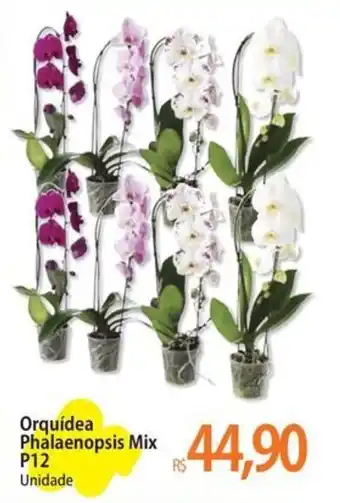 Orquídea Phalaenopsis Mix P12 Unidade
