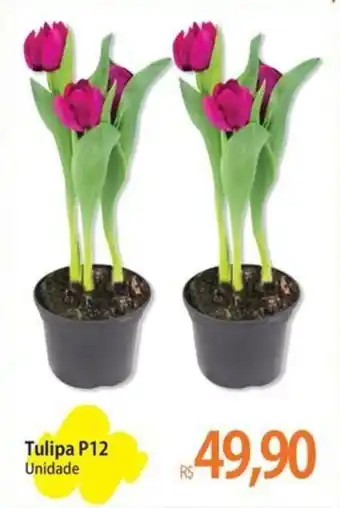 Tulipa P12 Unidade