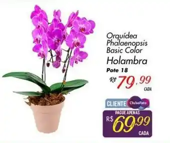 Orquidea Phalaenopsis Basic Color Holambra