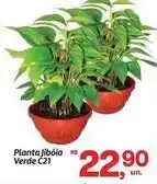 Fort Atacadista Ouro verde - planta jiboia verde c21 oferta