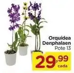 Carrefour Orquídea - orquidea denphalaen oferta