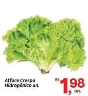Fort Atacadista Alface crespa hidroponica un oferta