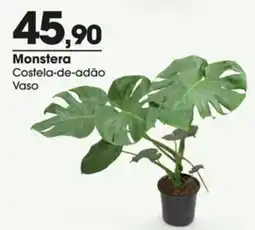 Zaffari Monstera costela-de-adão vaso oferta