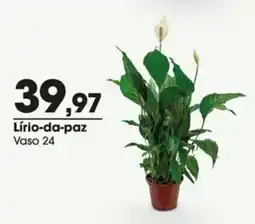 Zaffari Lírio-da-paz oferta