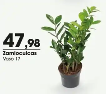 Zaffari Zamioculcas oferta