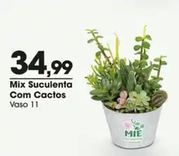 Zaffari Mix Suculenta Com Cactos oferta