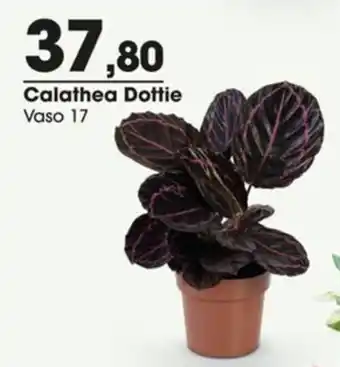 Zaffari Calathea Dottie oferta