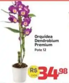 Supermercado Jacomar Orquídea Dendrobium Premium oferta