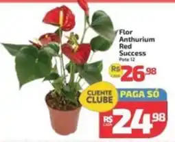 Supermercado Jacomar Flor Anthurium Red Success oferta