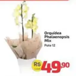 Supermercado Jacomar Orquídea Phalaenopsis Mix oferta