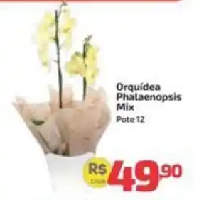 Supermercado Jacomar Orquídea Phalaenopsis Mix oferta