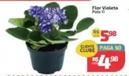 Supermercado Jacomar Flor Violeta Pote 11 oferta