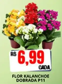 Supermercado Porecatu flor kalancheoe dobrada p11 oferta
