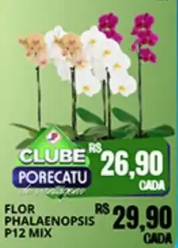 Supermercado Porecatu flor phalaenopsis p12 mix oferta
