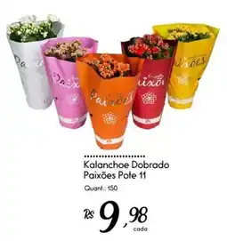 Giassi Supermercados Kalanchoe Dobrado Paixões Pote 11 oferta