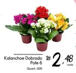 Giassi Supermercados Kalanchoe Dobrado oferta