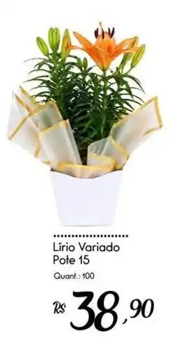 Giassi Supermercados Lírio Variado Pote 15 oferta