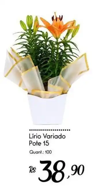 Lírio Variado Pote 15