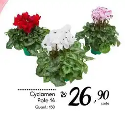 Giassi Supermercados Cyclamen oferta