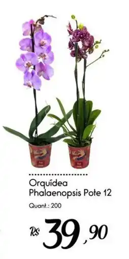 Giassi Supermercados Orquídea Phalaenopsis Pote 12 oferta