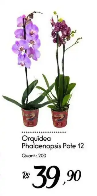 Orquídea Phalaenopsis Pote 12