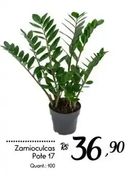 Giassi Supermercados Zamio culcas oferta