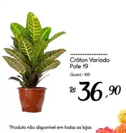 Giassi Supermercados Crôton Variado Pote 19 oferta