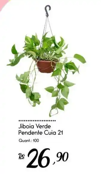 Jiboia Verde Pendente Cuia 21