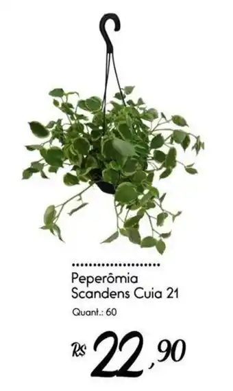 Peperômia Scandens Cuia 21
