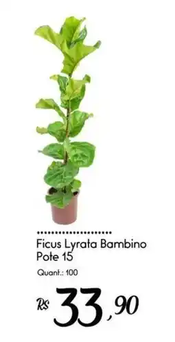 Giassi Supermercados Ficus Lyrata Bambino oferta