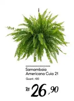 Giassi Supermercados Samambaia Americana Cuia 21 oferta