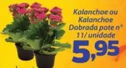 Confiança Supermercados Kalanchoe ou Kalanchoe Dobrada oferta