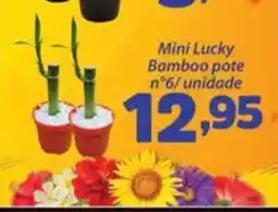 Confiança Supermercados Mini Lucky Bamboo pote oferta