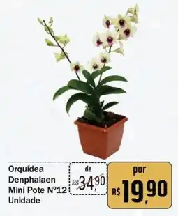 Festval Orquídea Denphalaen Mini Pote N°12 oferta