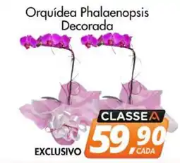 Delta Supermercados Orquídea Phalaenopsis Decorada oferta