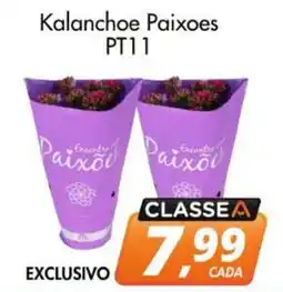 Delta Supermercados Kalanchoe Paixoes oferta