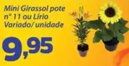 Confiança Supermercados Mini Girassol pote n° 11 ou Lírio Variado oferta