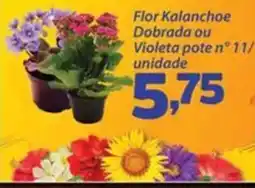 Confiança Supermercados flor kalanchoe dobrada ou violeta pote n° 11 oferta