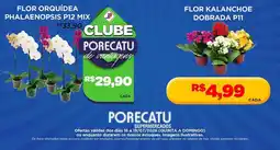 Supermercado Porecatu flor orquídea phalaenopsis p12 mix oferta